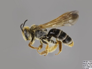 [Andrena prunorum female thumbnail]